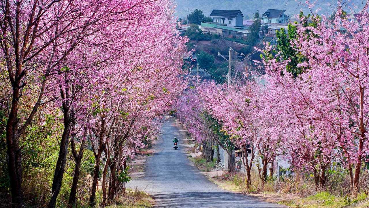 Mộng Đào Nguyên Đà Lạt 